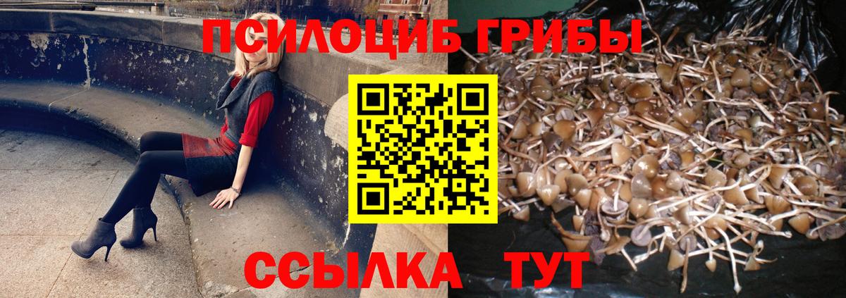 Галлюциногенные грибы Psilocybe Вольск